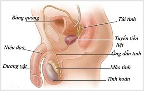 Chữa viêm túi tinh