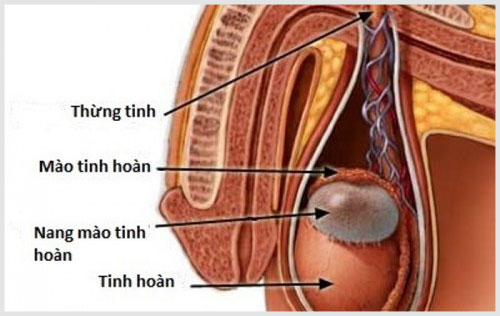 Hỗ trợ điều trị viêm mào tinh hoàn ở nam giới